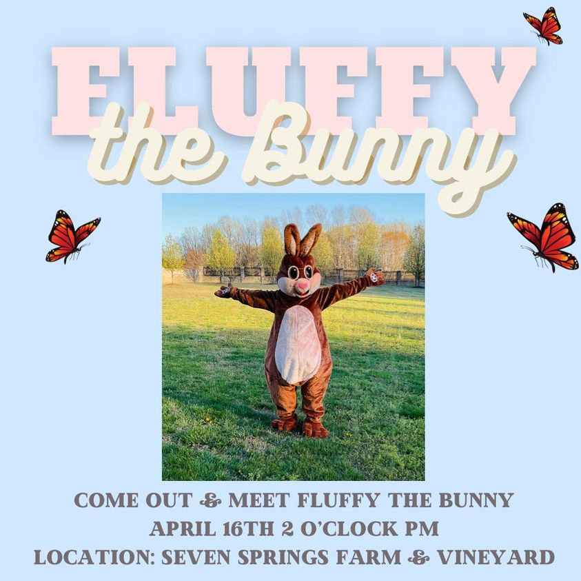 easter egg hunt fluffy the bunny parent zone inc seven springs farm vineyard norlina nc