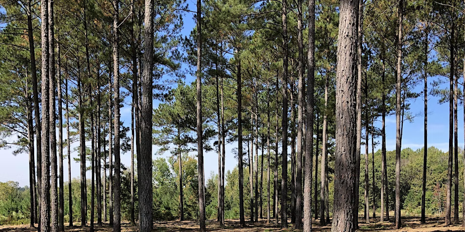 Warren County Forestry Field Day