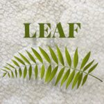 leaf floral design home garden shop plants warrenton nc shawn collier domicile concierge services
