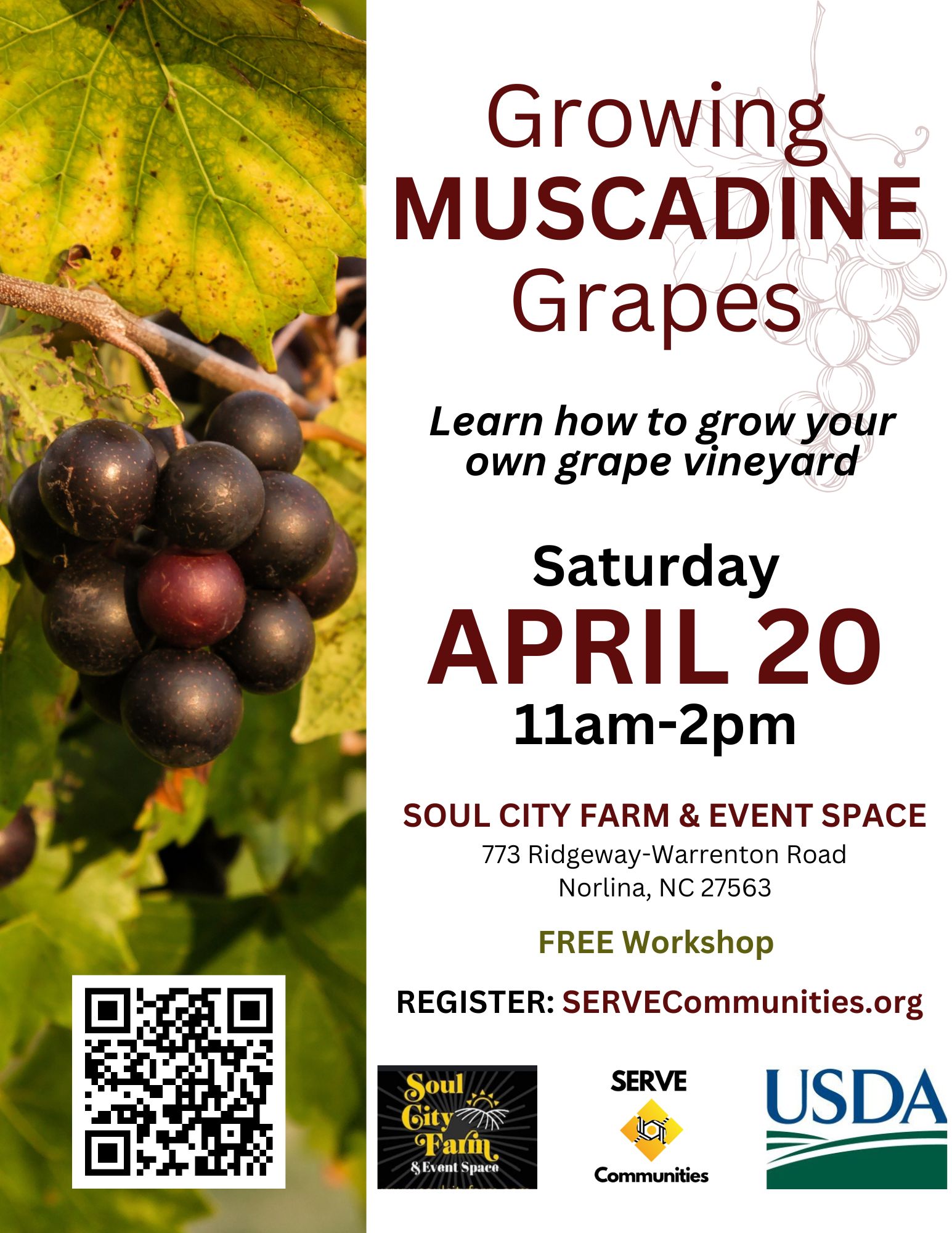 MUSCADINE grape vineyards workshop serve communities soul city farm and event center norlina nc(2)