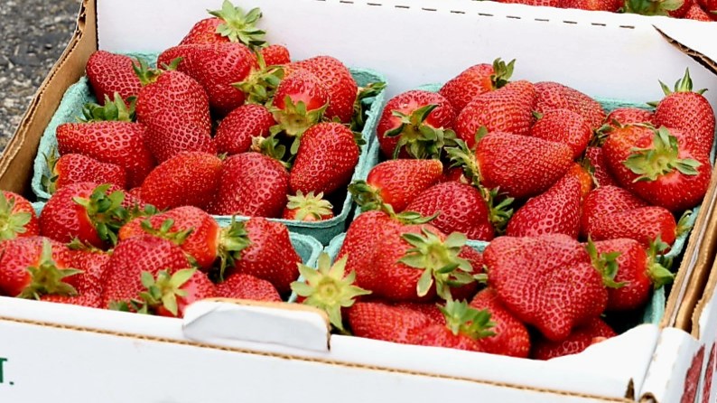 strawberries warren county farmers market warrenton nc