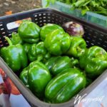 warren county growers farmers market warrenton north carolina